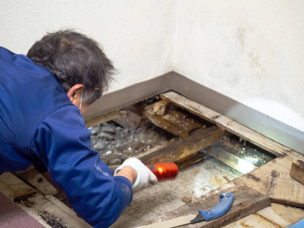 Mold Removal Process in Clear Lake, SD