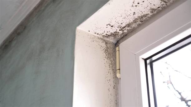 Professional Mold Removal in Clear Lake, SD