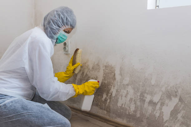 Best Residential Mold Removal  in Clear Lake, SD