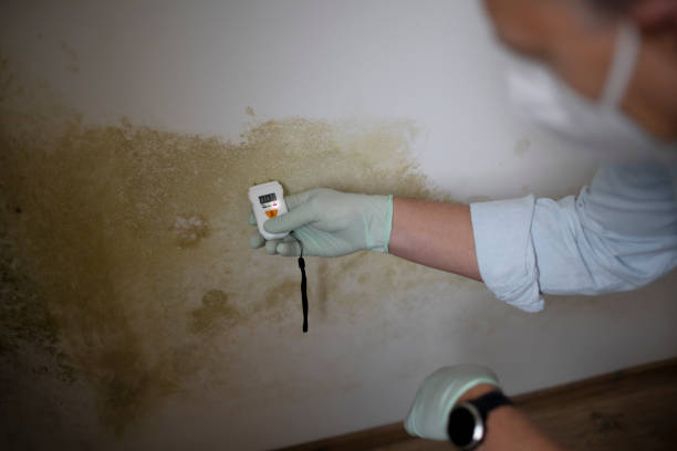 Best Local Mold Removal Service  in Clear Lake, SD