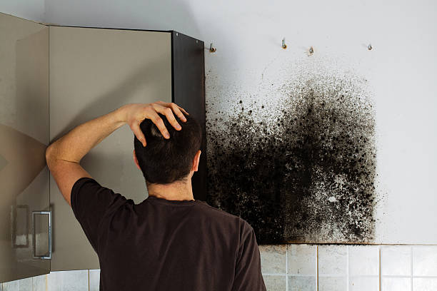 Best Professional Mold Removal  in Clear Lake, SD